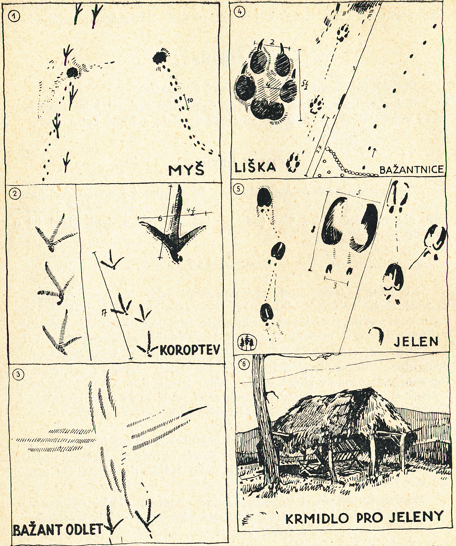 Skautský vůdce str. 112.PNG