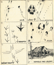 Skautský vůdce str. 112.PNG